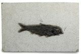 Detailed Fossil Fish (Knightia) - Wyoming #382764-1